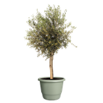 amiga round 55cm thyme green